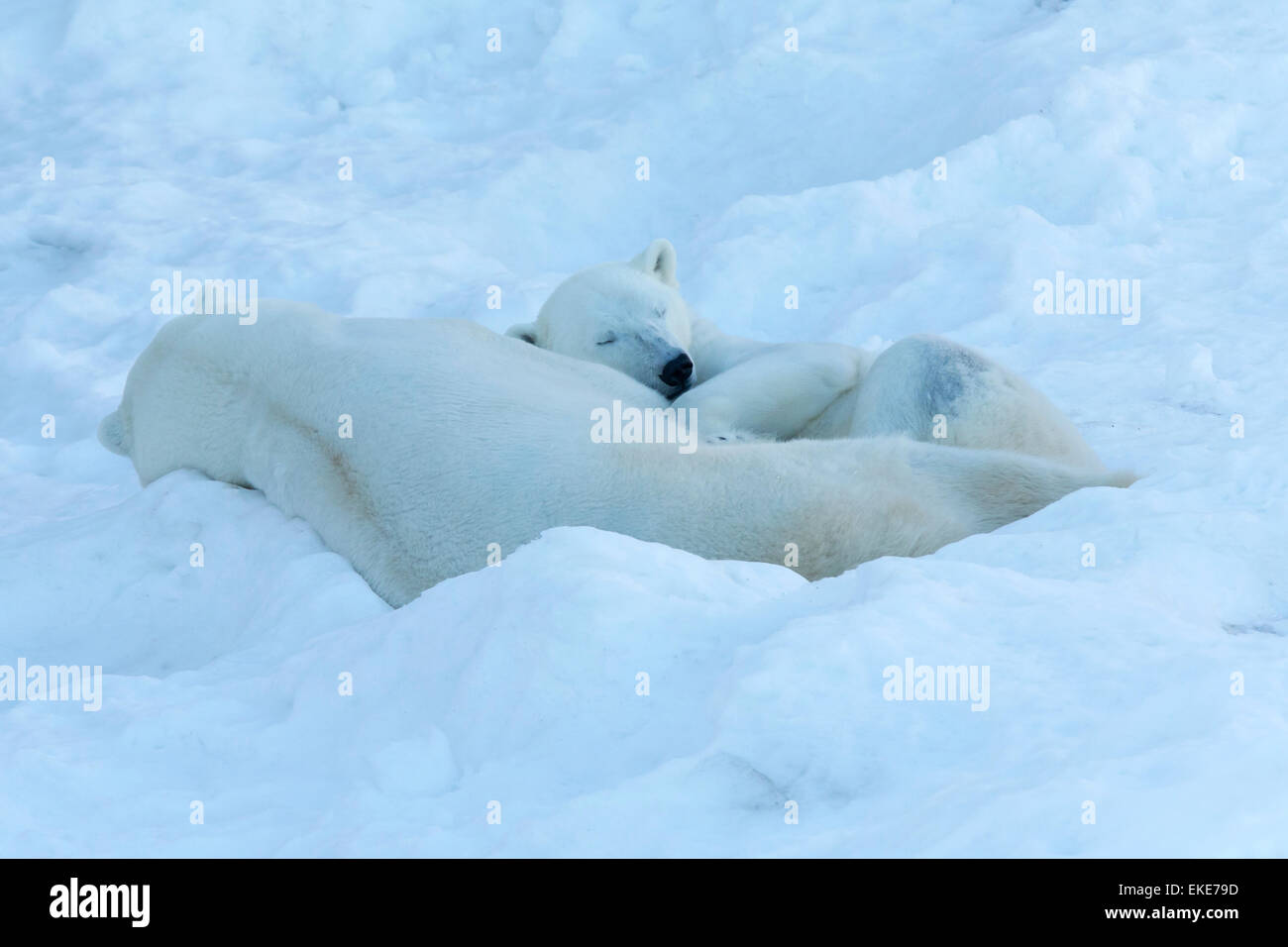 Orso polare (Ursus maritimus) maschio e femmina porta dormire insieme durante la stagione mateing Foto Stock