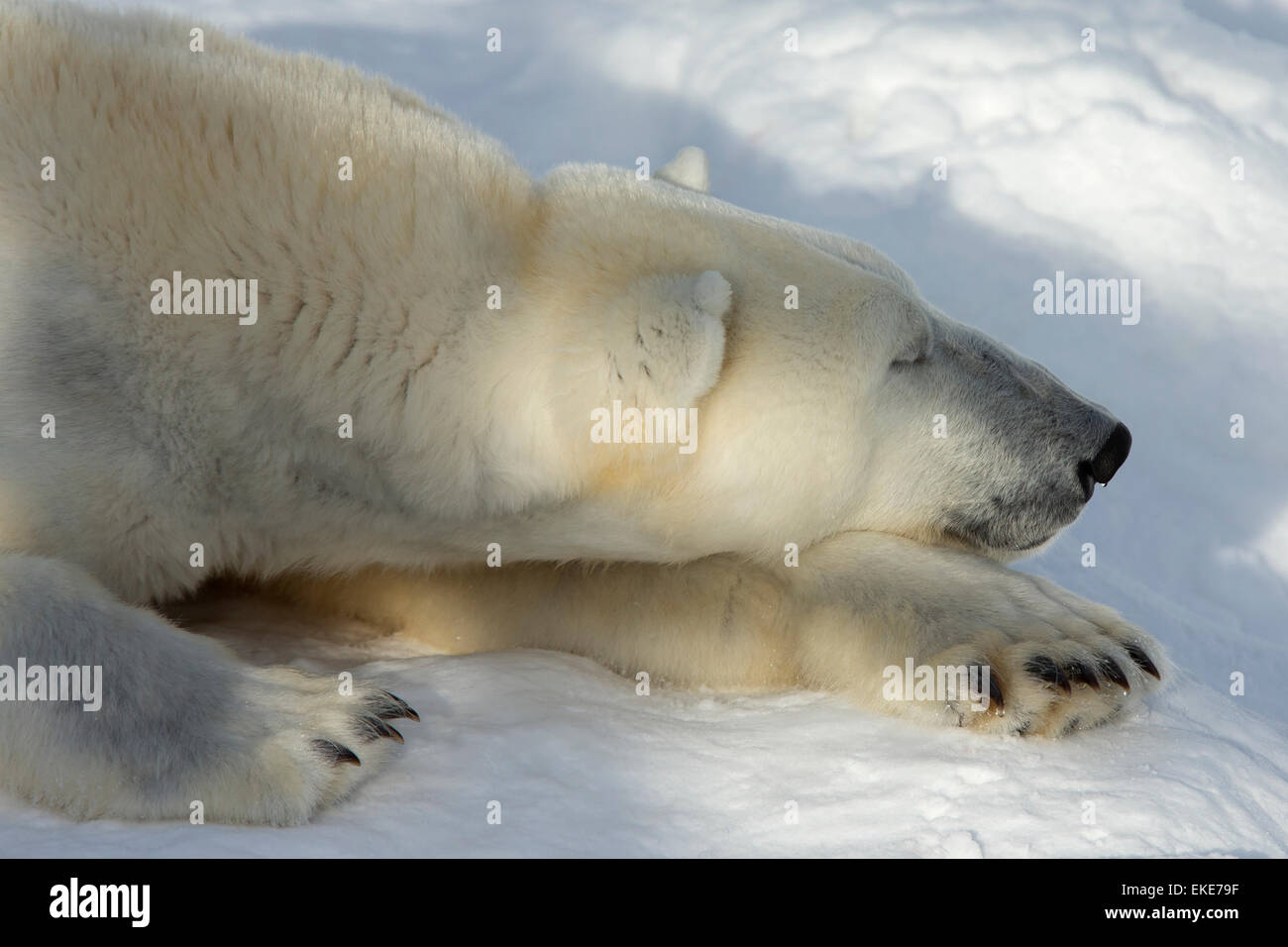 Orso polare (Ursus maritimus) maschio dorme nella neve Foto Stock