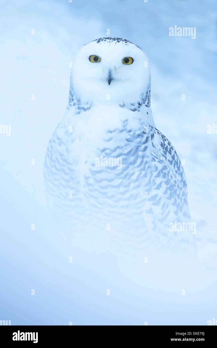 Civetta delle nevi (Bubo scandiacus) seduta nella neve Foto Stock