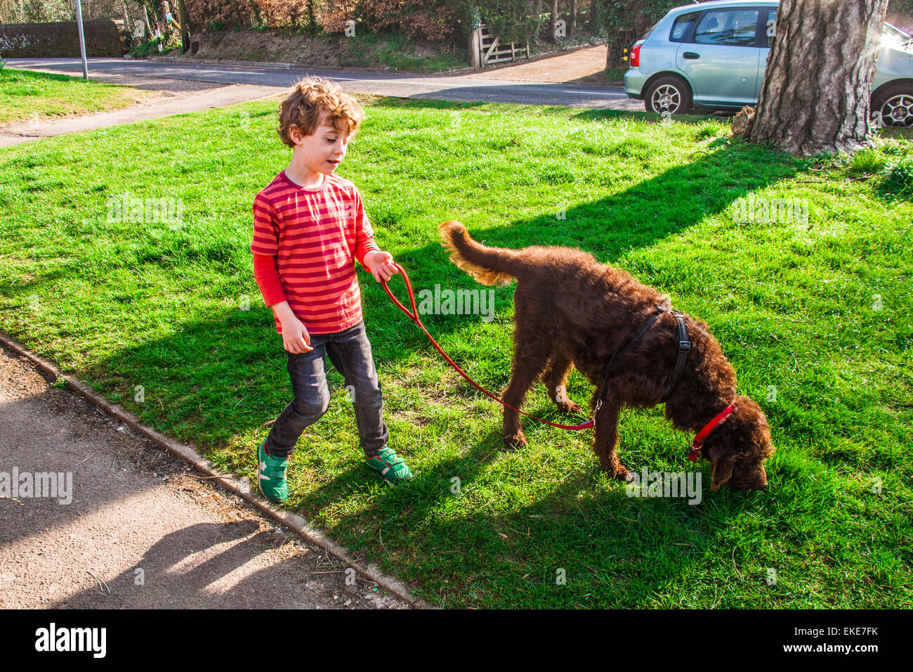 Cinque anni di old boy a piedi il suo Labradoodle marrone cane. Foto Stock