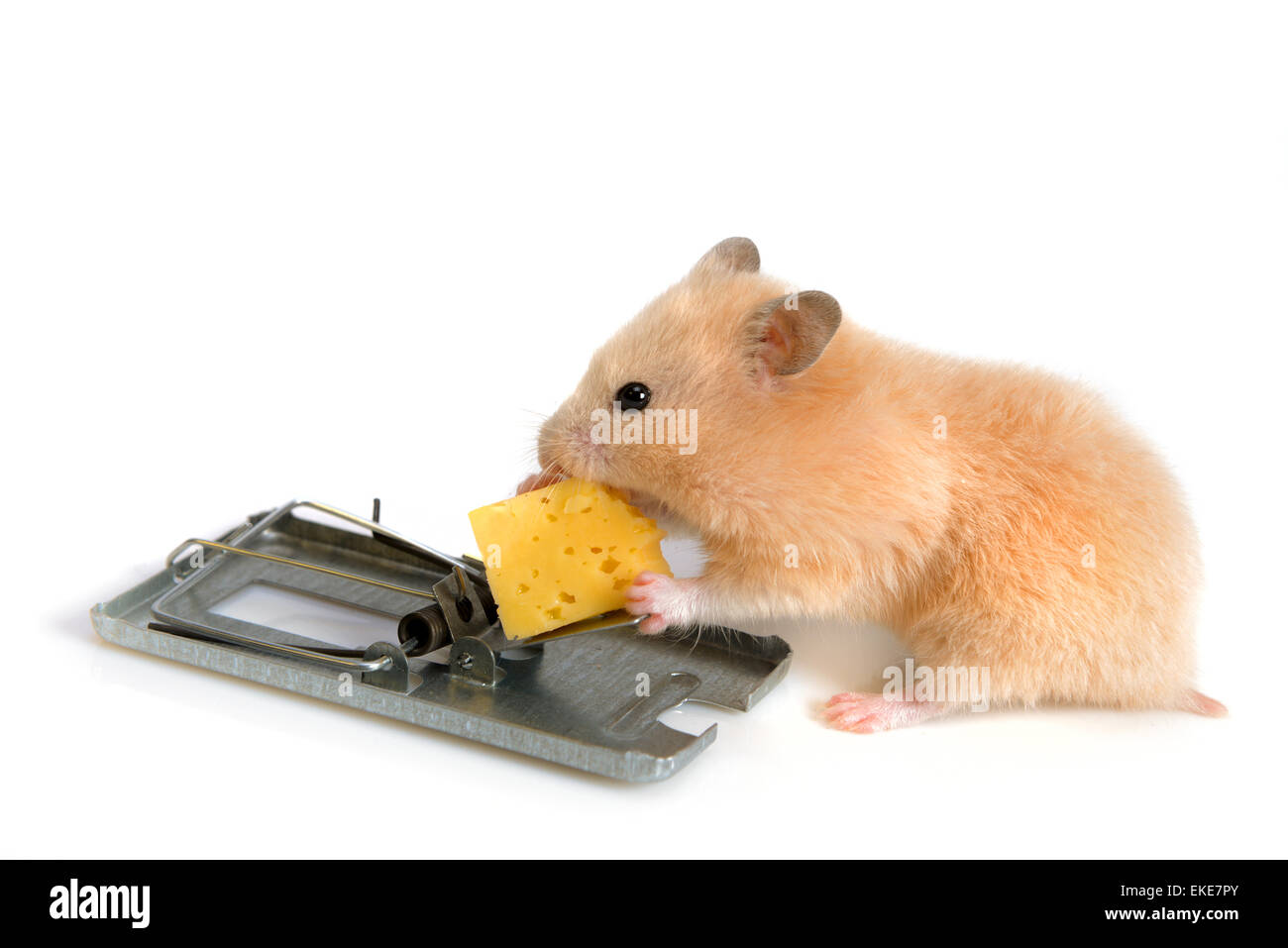 Denaro gratuito, come il formaggio è solo in un mousetrap Foto Stock