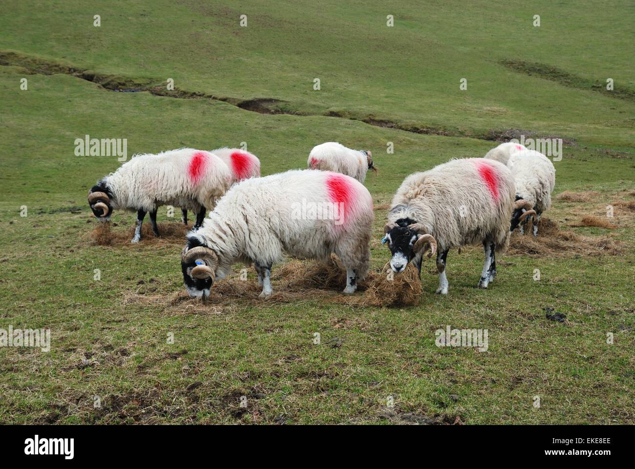 Pascolo di pecore sulle colline di Lakeland, distretto inglese del lago, Regno Unito Foto Stock