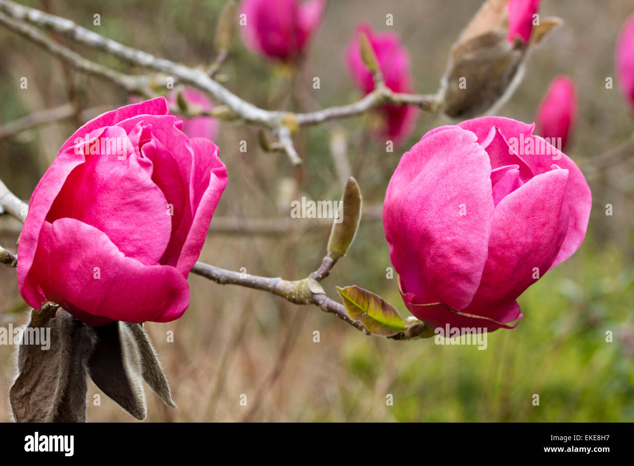 A forma di ciotola rosso-rosa fiori di primavera della struttura Magnolia 'Felix giuria' Foto Stock