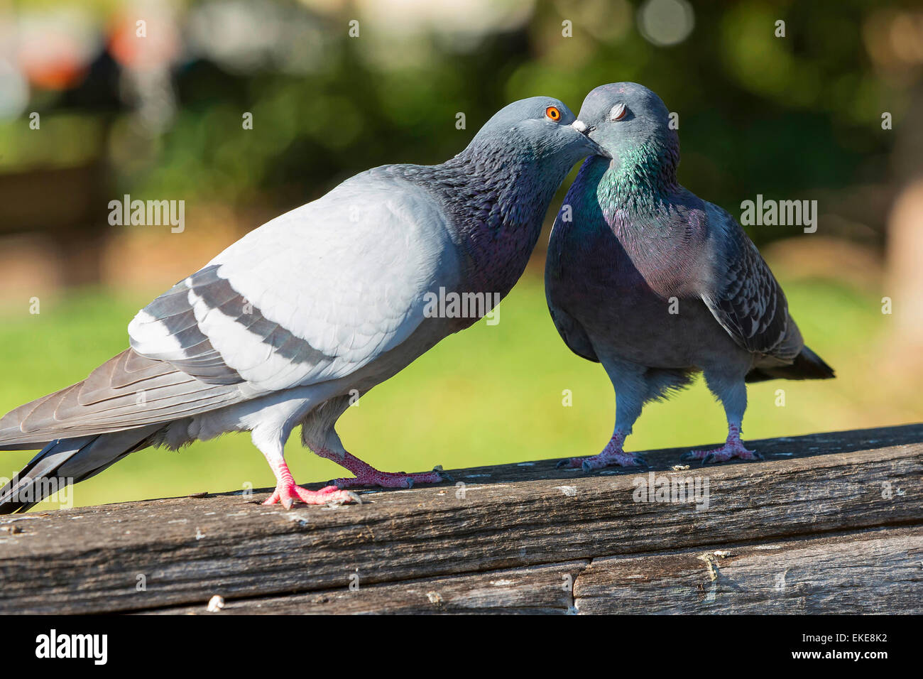 Amore due piccioni grigio su una ringhiera in legno, Orlando Foto Stock