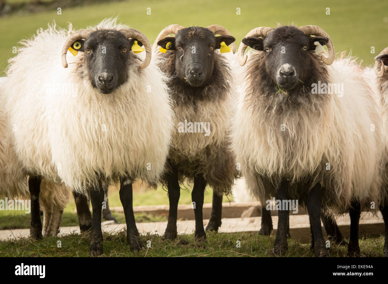Tre pecore con facce nero - Mayo/Connemara nero-di fronte ovini Foto Stock