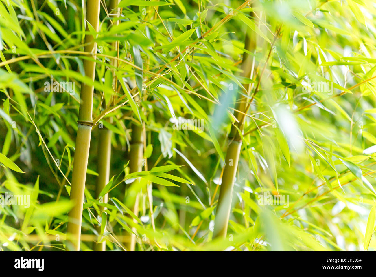 I germogli di bambù sfondo della foresta Foto Stock