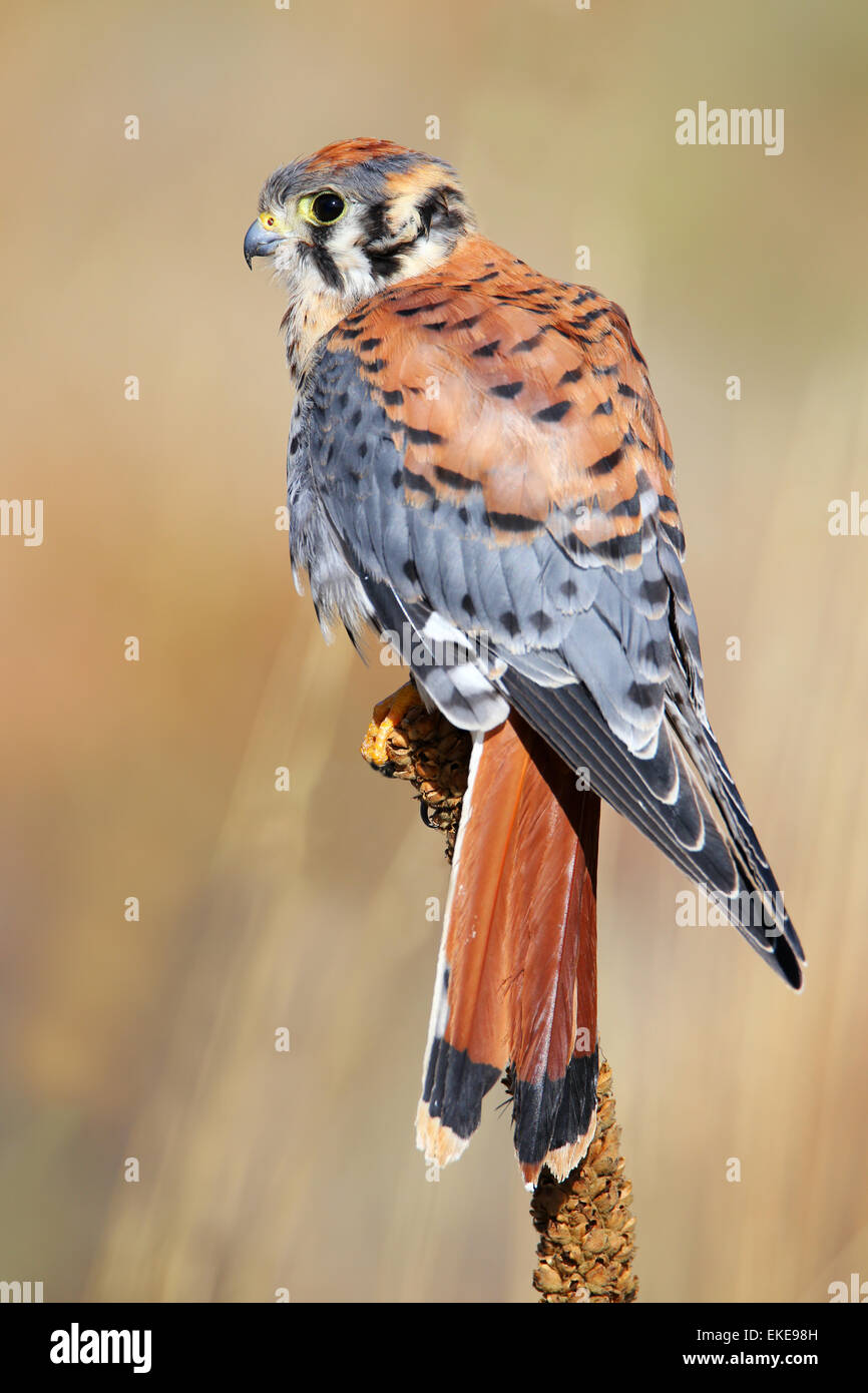 American gheppio (Falco sparverius) seduti su un mullein Foto Stock