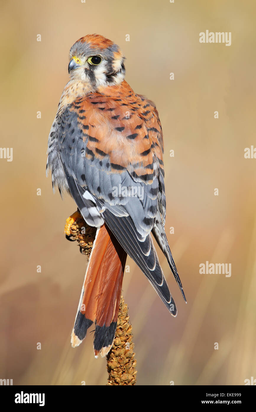 American gheppio (Falco sparverius) seduti su un mullein Foto Stock