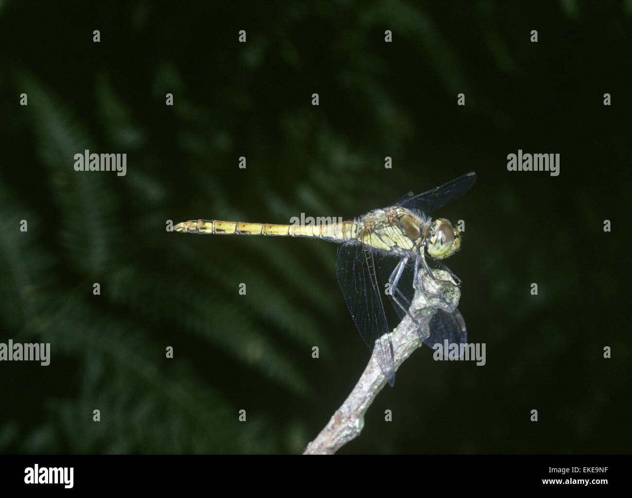 Common Darter - Sympetrum striolatum Foto Stock