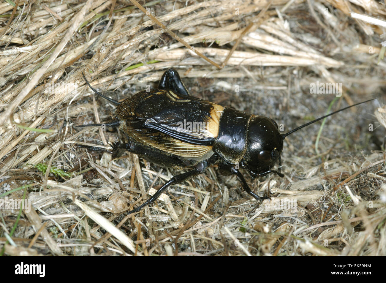 Campo Cricket - Gryllus campestris Foto Stock
