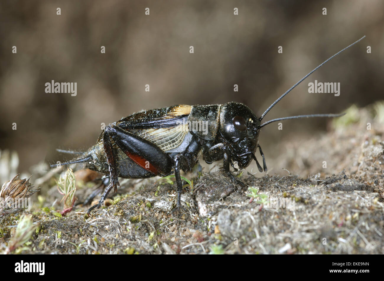 Campo Cricket - Gryllus campestris Foto Stock