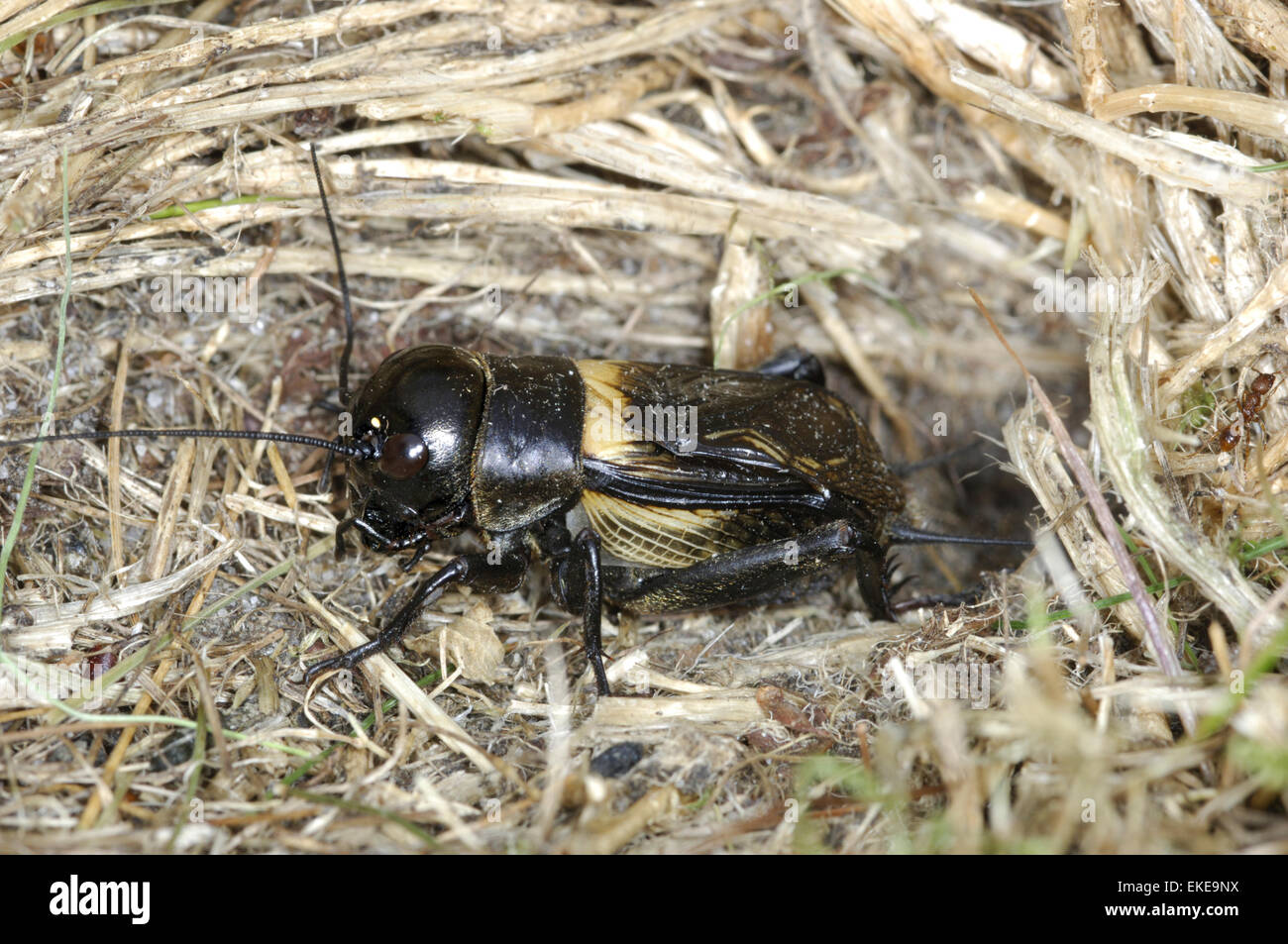Campo Cricket - Gryllus campestris Foto Stock