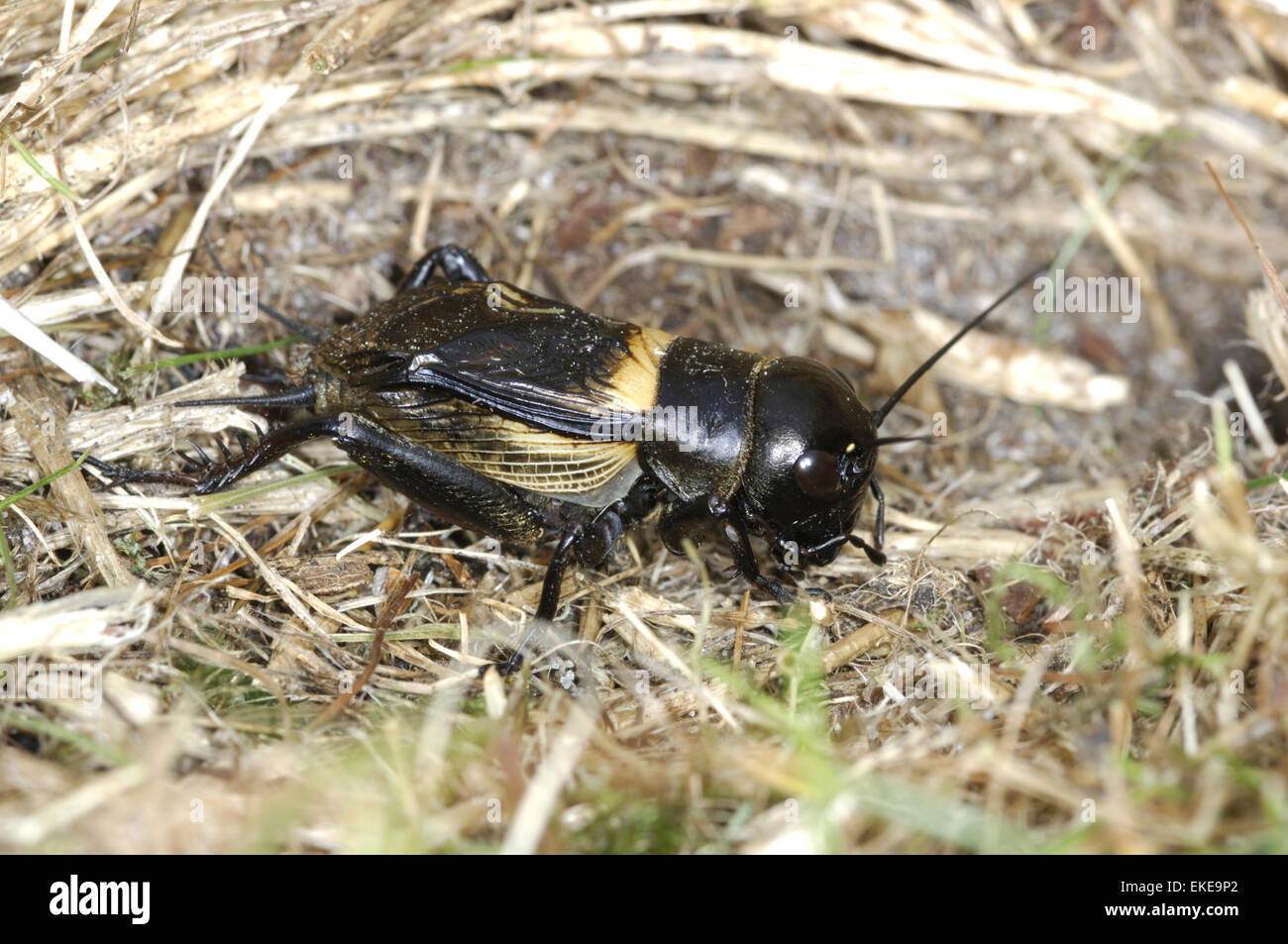 Campo Cricket - Gryllus campestris Foto Stock