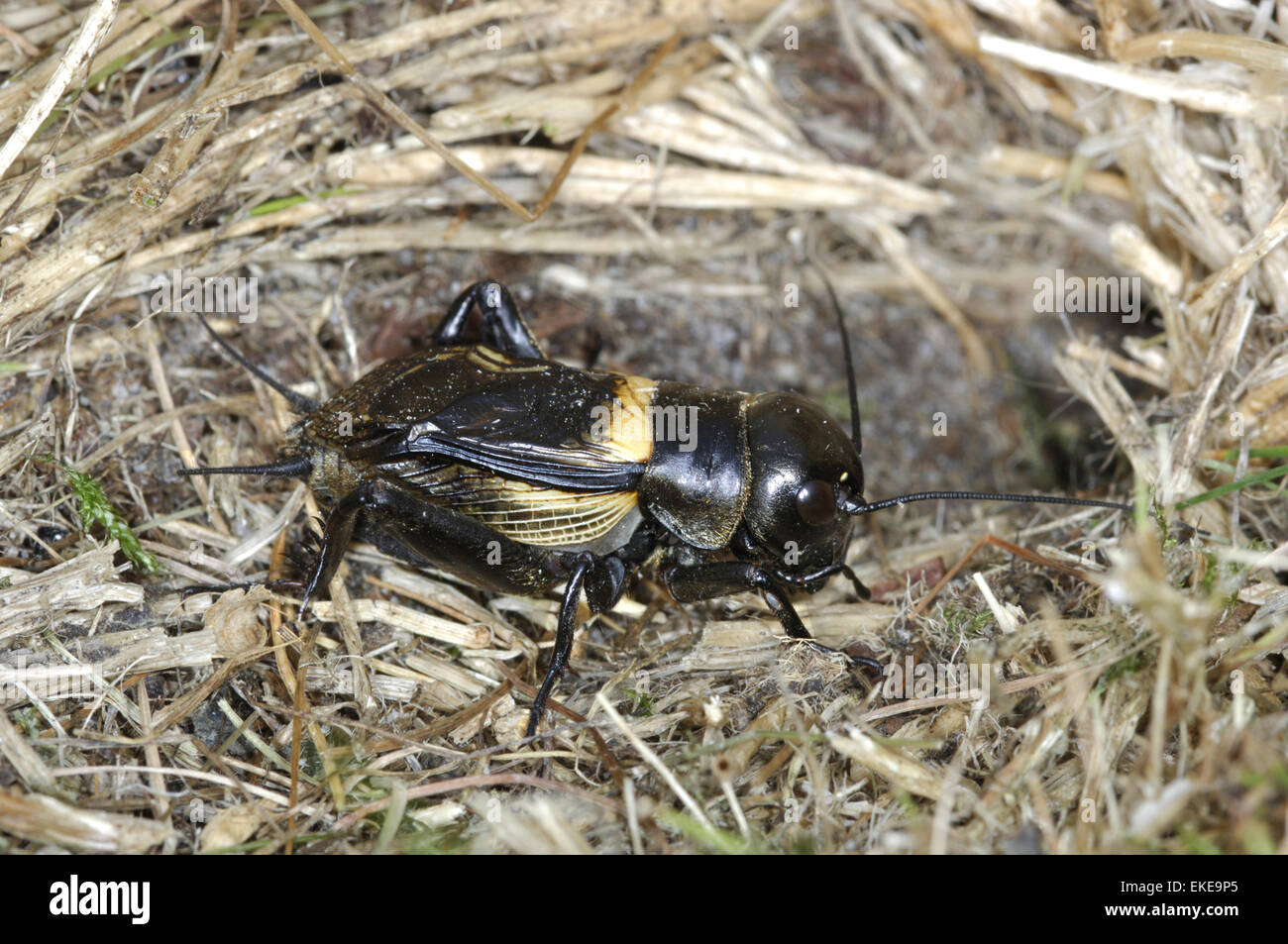 Campo Cricket - Gryllus campestris Foto Stock