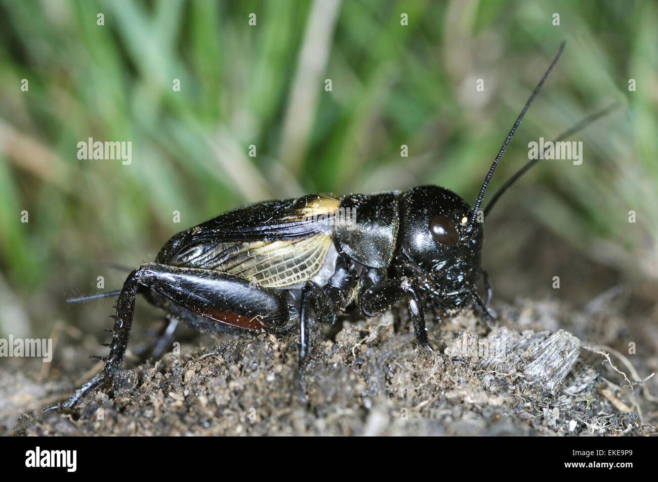 Campo Cricket - Gryllus campestris Foto Stock