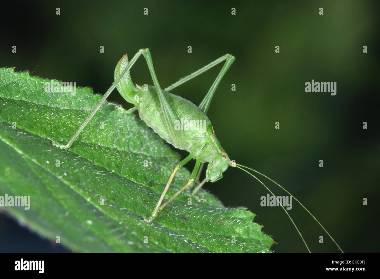 Chiazzato Bush-cricket - Leptophyes punctatissima Foto Stock