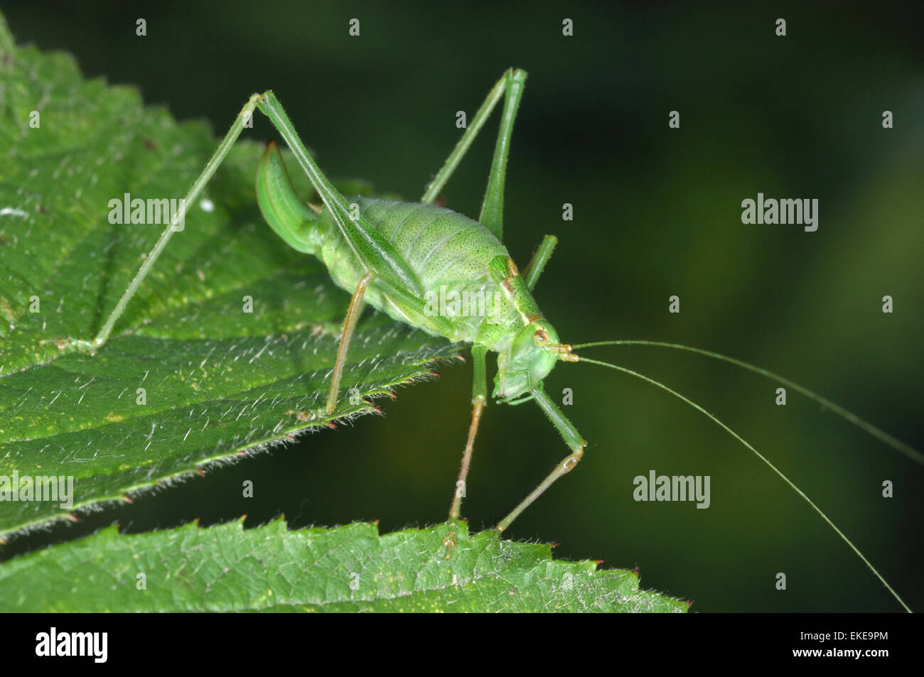 Chiazzato Bush-cricket - Leptophyes punctatissima Foto Stock