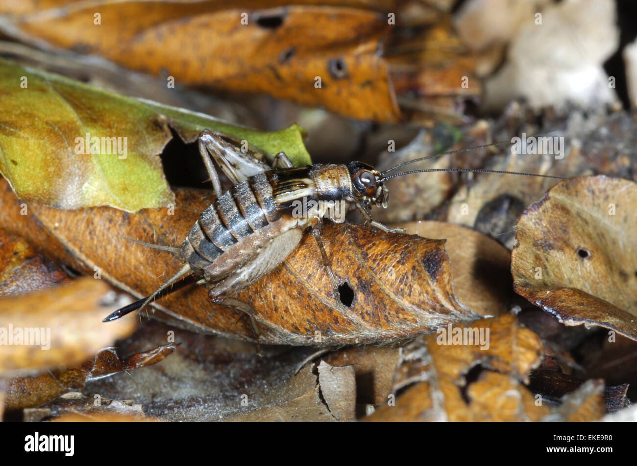 Legno Cricket - Nemobius sylvestris Foto Stock