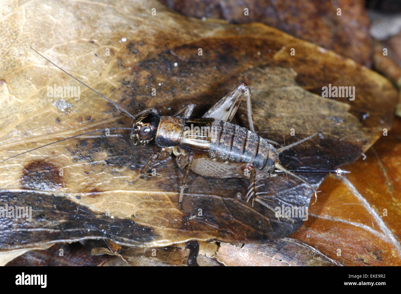 Legno Cricket - Nemobius sylvestris Foto Stock