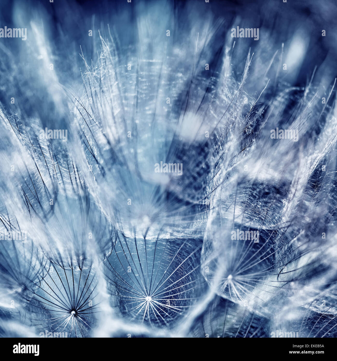 Bella blu sfondo astratto, vicino la foto del fiore di tarassaco e sognanti carta da parati floreale, bellezza della stagione primavera Foto Stock