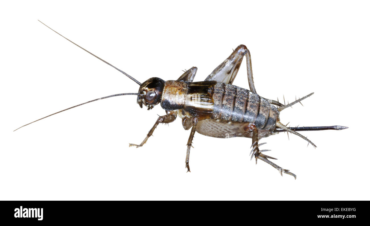 Legno Cricket - Nemobius sylvestris Foto Stock