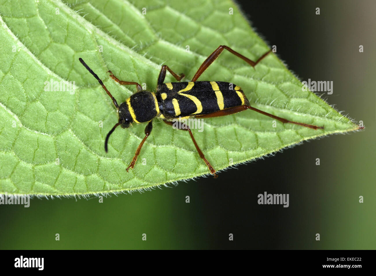 Wasp Beetle - Clytus arietus Foto Stock