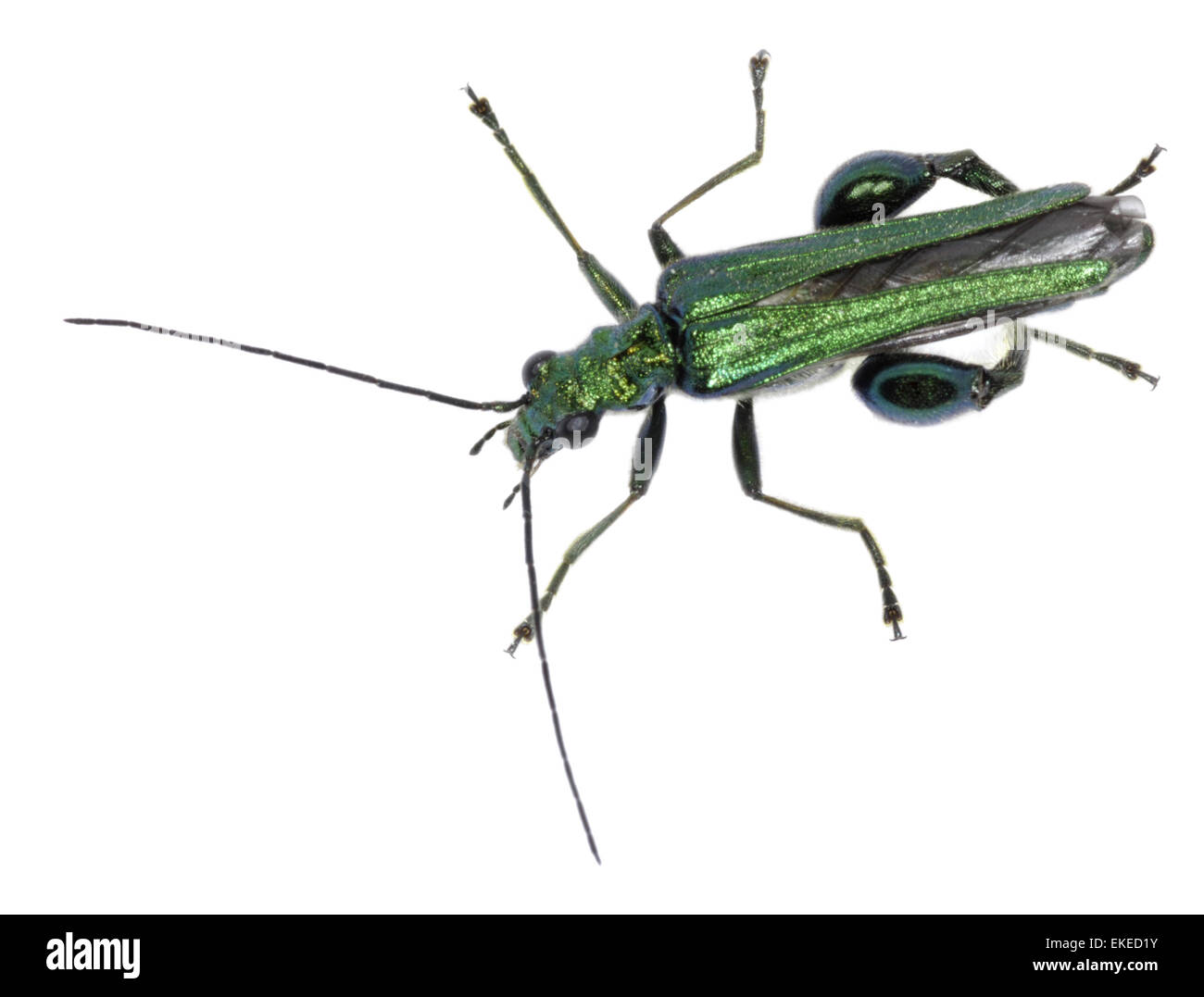 Gonfia-thighed Beetle - Oedemera nobilis Foto Stock