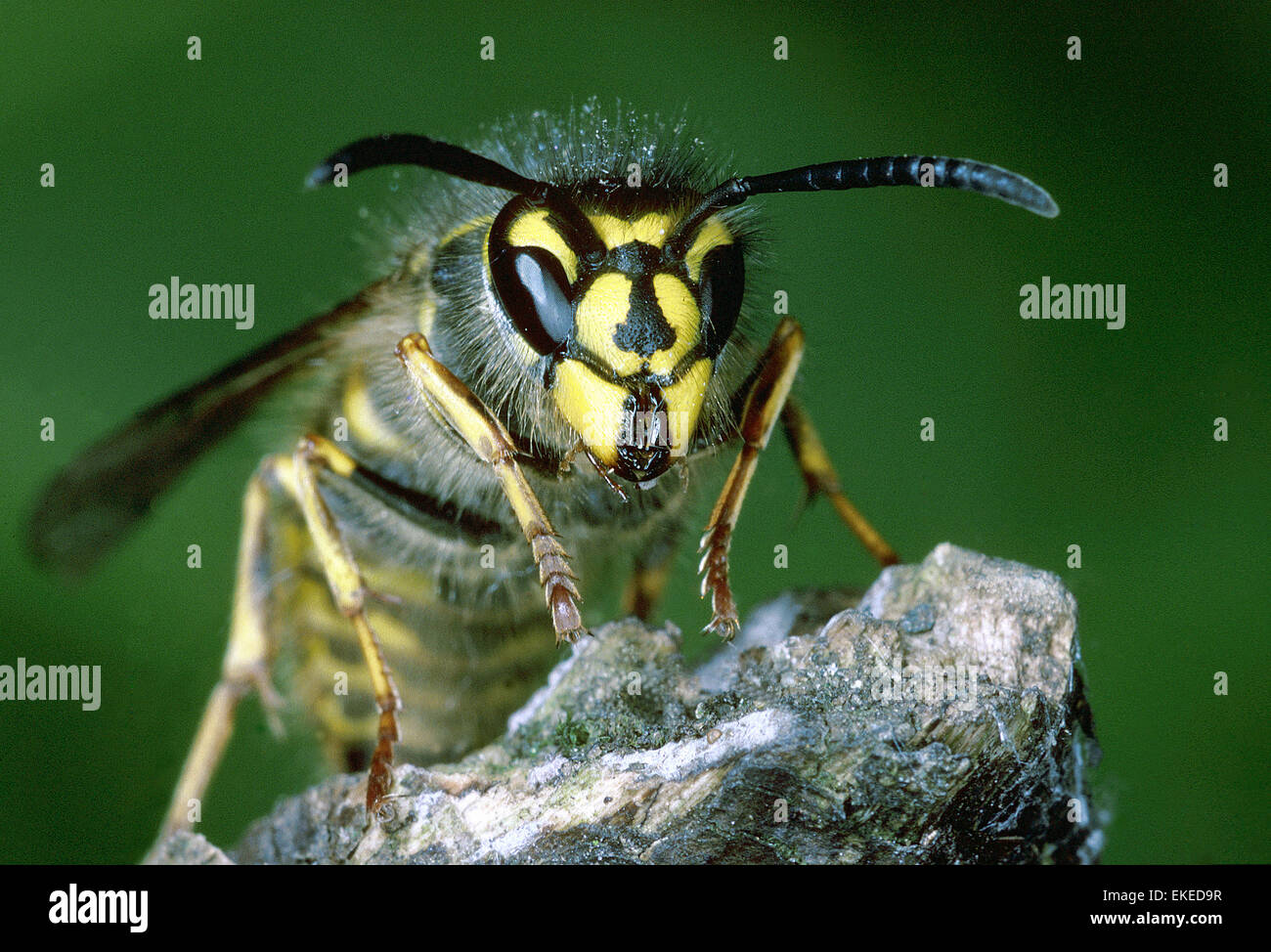 Common Wasp - Vespula vulgaris Foto Stock
