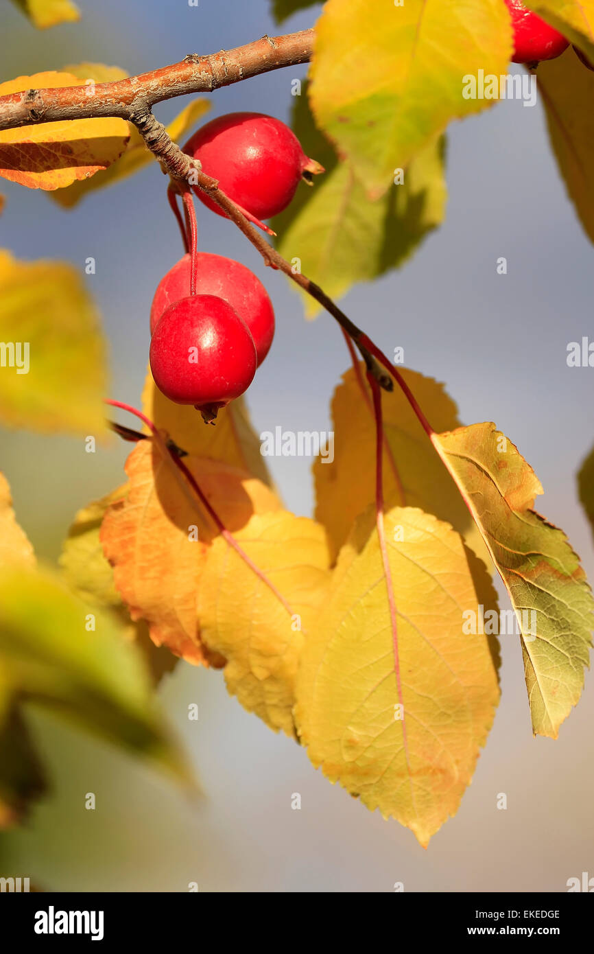 Close up chokecherry alberi da frutto Foto Stock