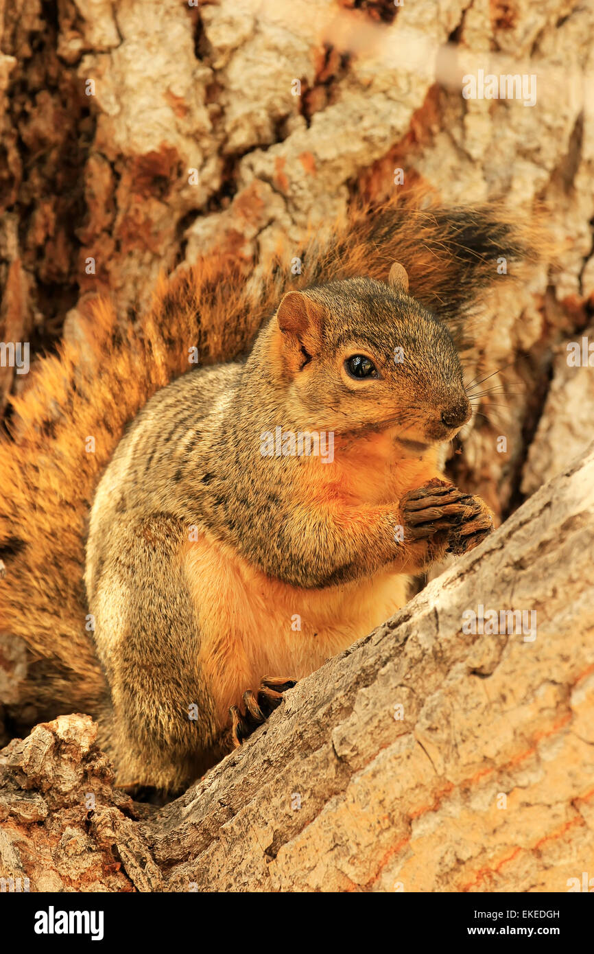 Fox orientale scoiattolo (Sciurus niger) seduto su una struttura ad albero Foto Stock
