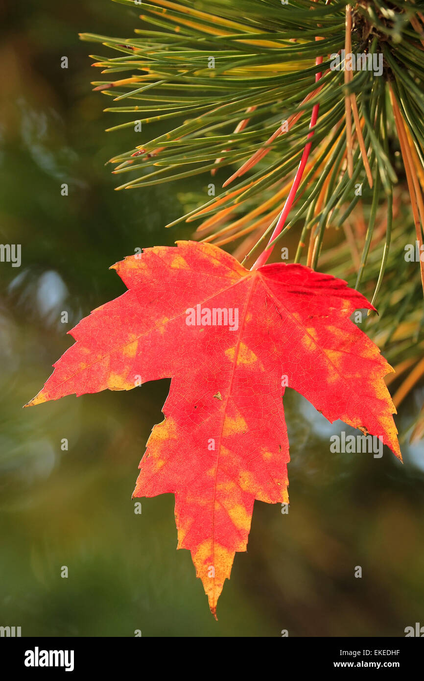 Close up red maple leaf Foto Stock