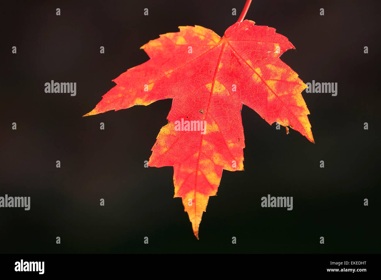 Close up red maple leaf con sfondo scuro Foto Stock