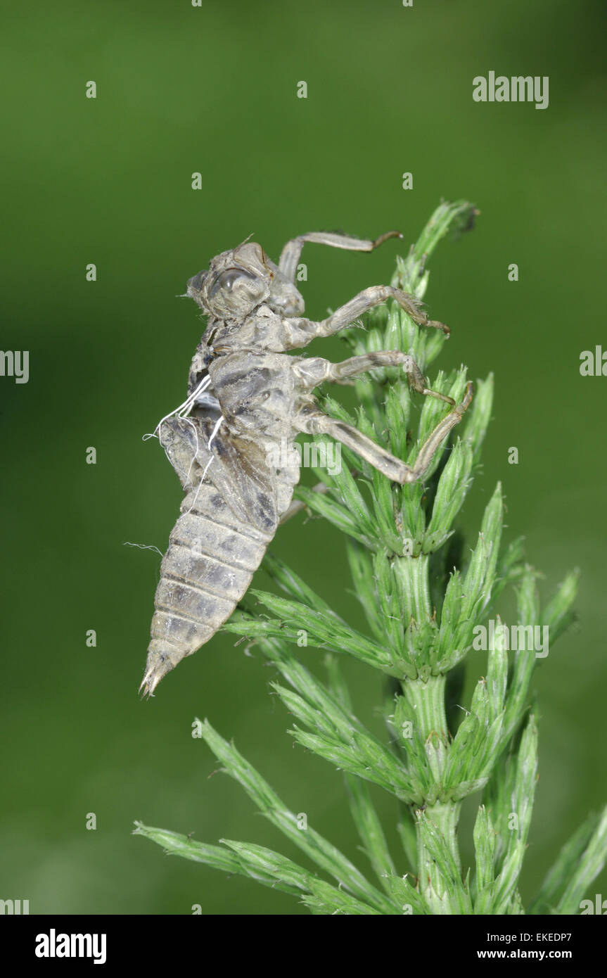 Quattro-spotted Chaser - Libellula quadrimaculata - esuvia Foto Stock