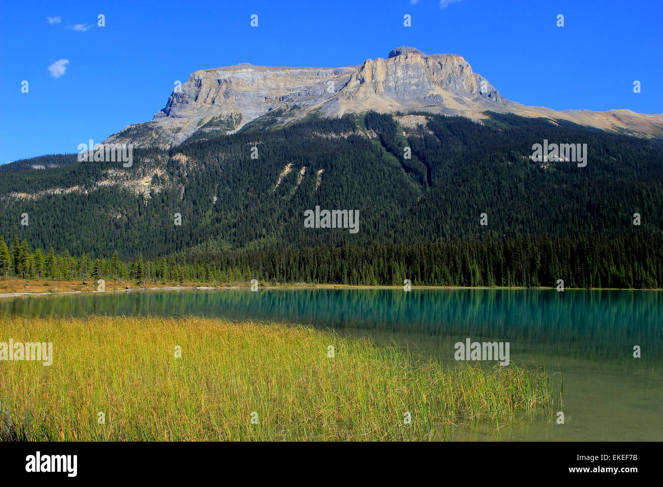 Gamma di fossili presso il Lago di Smeraldo, Parco Nazionale di Yoho, British Columbia, Canada Foto Stock