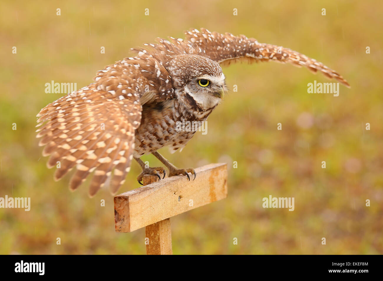 Scavando la civetta (Athene cunicularia) spalmatura ali sotto la pioggia Foto Stock