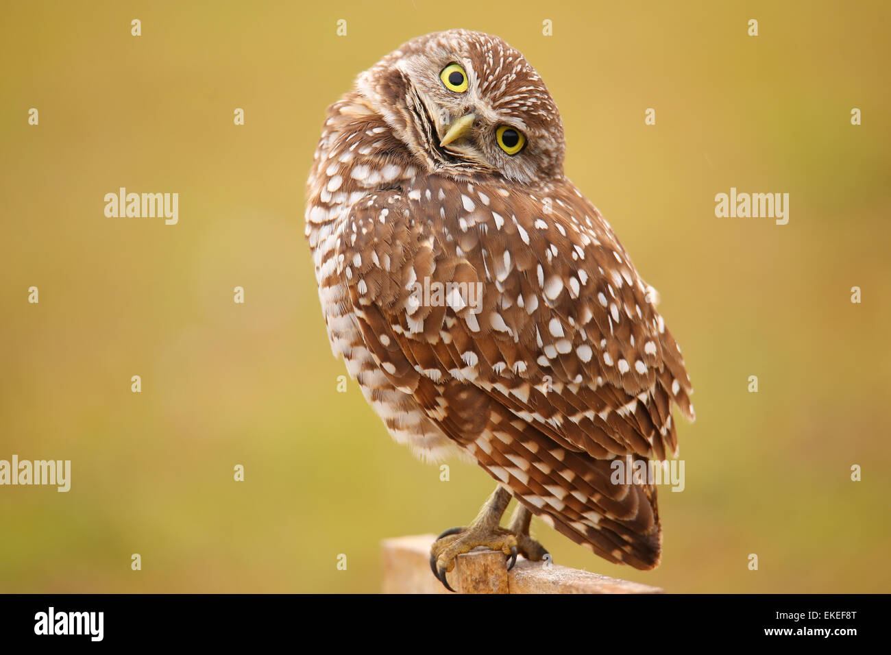 Scavando la civetta (Athene cunicularia) seduto su un palo Foto Stock