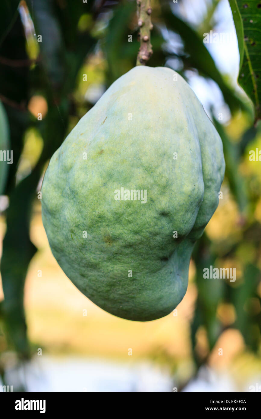 Albero di mango con un brutto di frutta Foto Stock