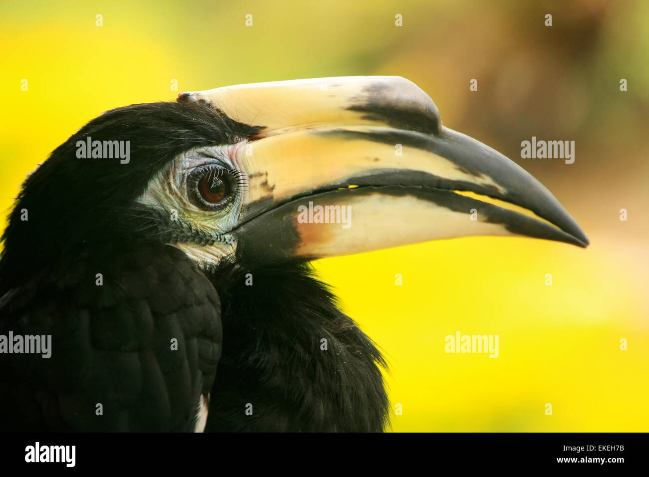 Oriental Pied Hornbill (Anthracoceros albirostris), Sepilok, Borneo Malaysia Foto Stock