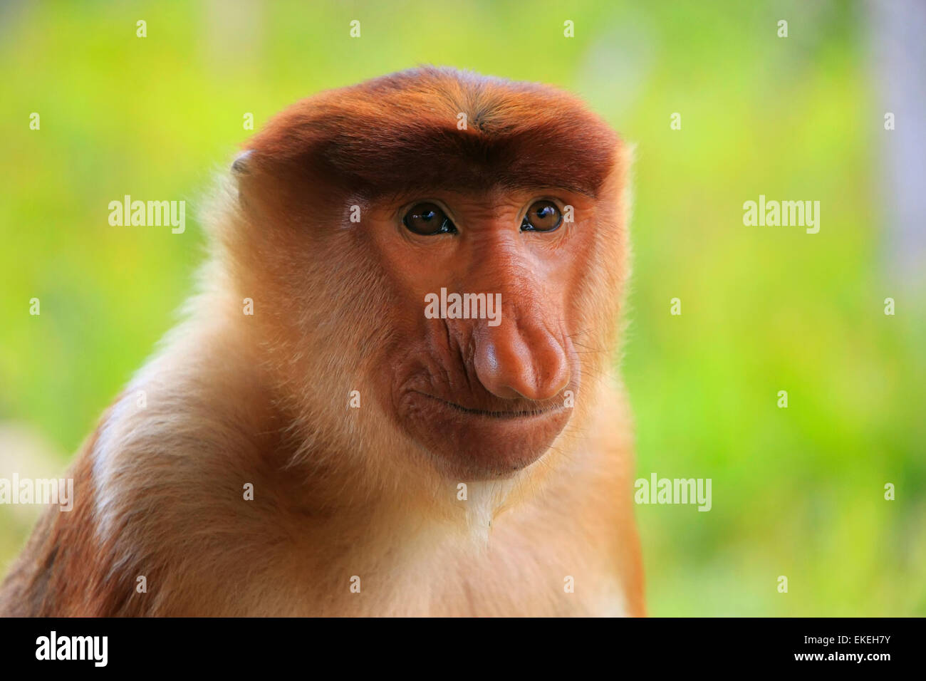 Ritratto di proboscide scimmia, Borneo, Malaysia Foto Stock