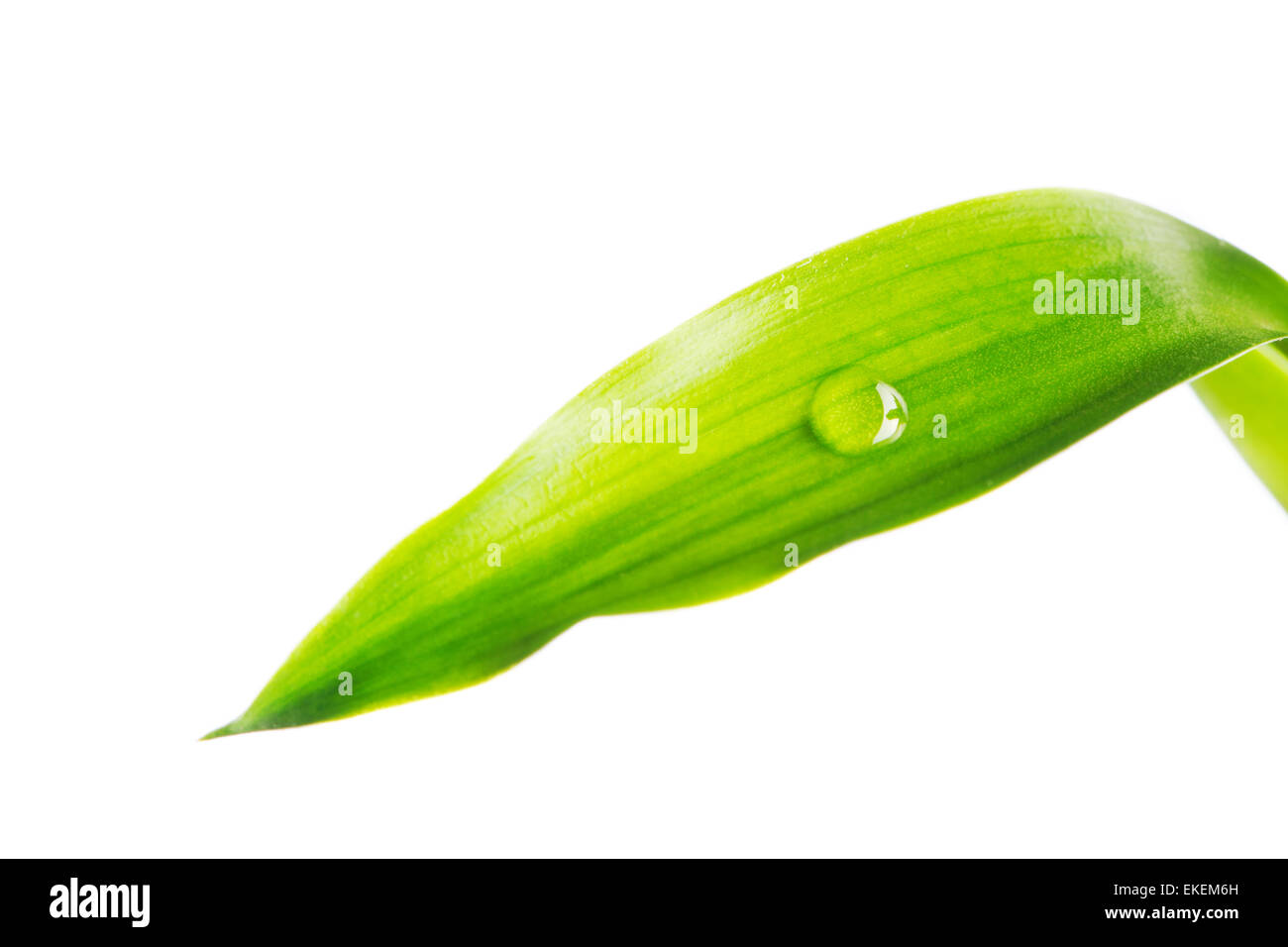 Goccia di acqua sulla lamina Foto Stock