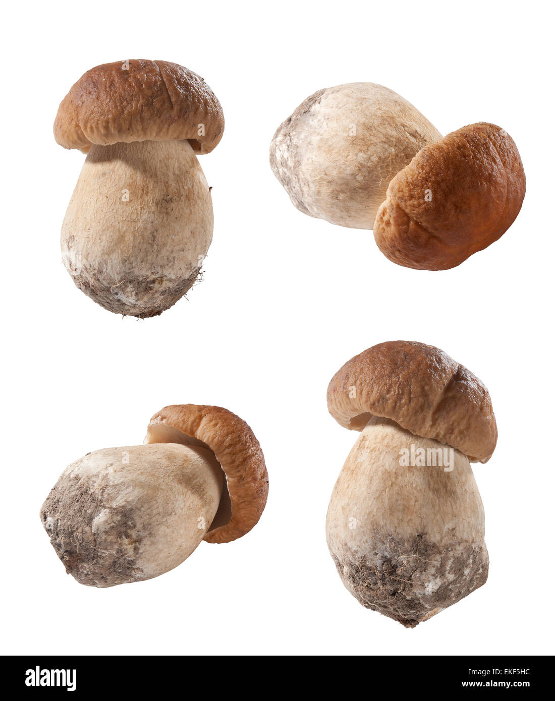 Funghi bianchi Foto Stock