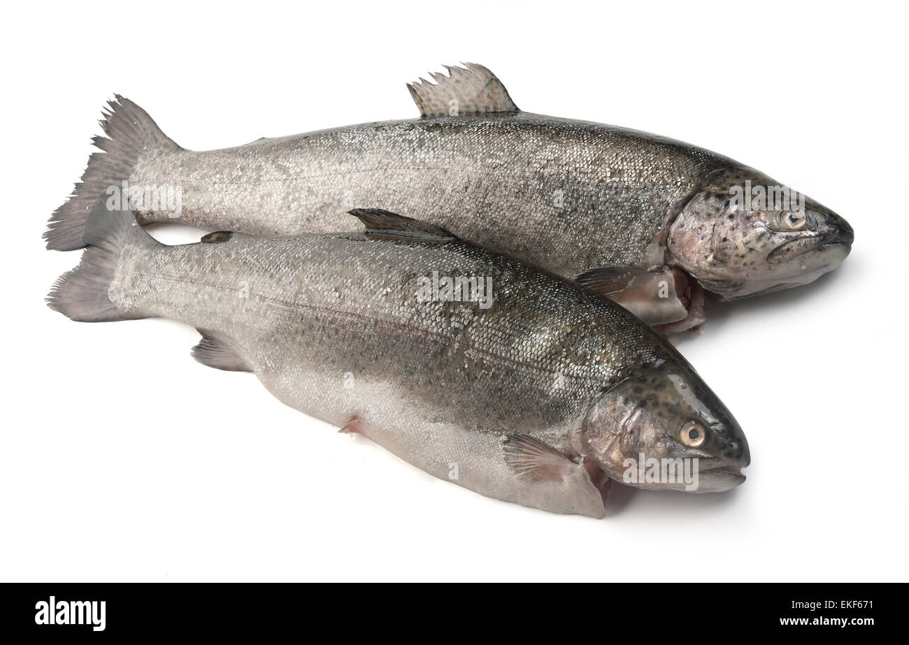 Trota di cruda Foto Stock