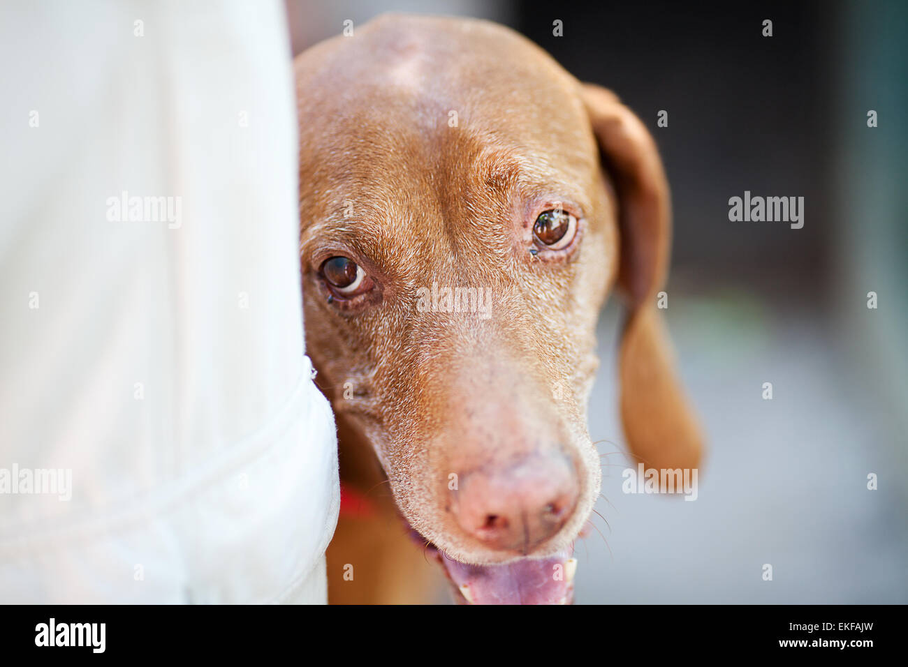 Ritratto di un puntatore ungherese cane Foto Stock