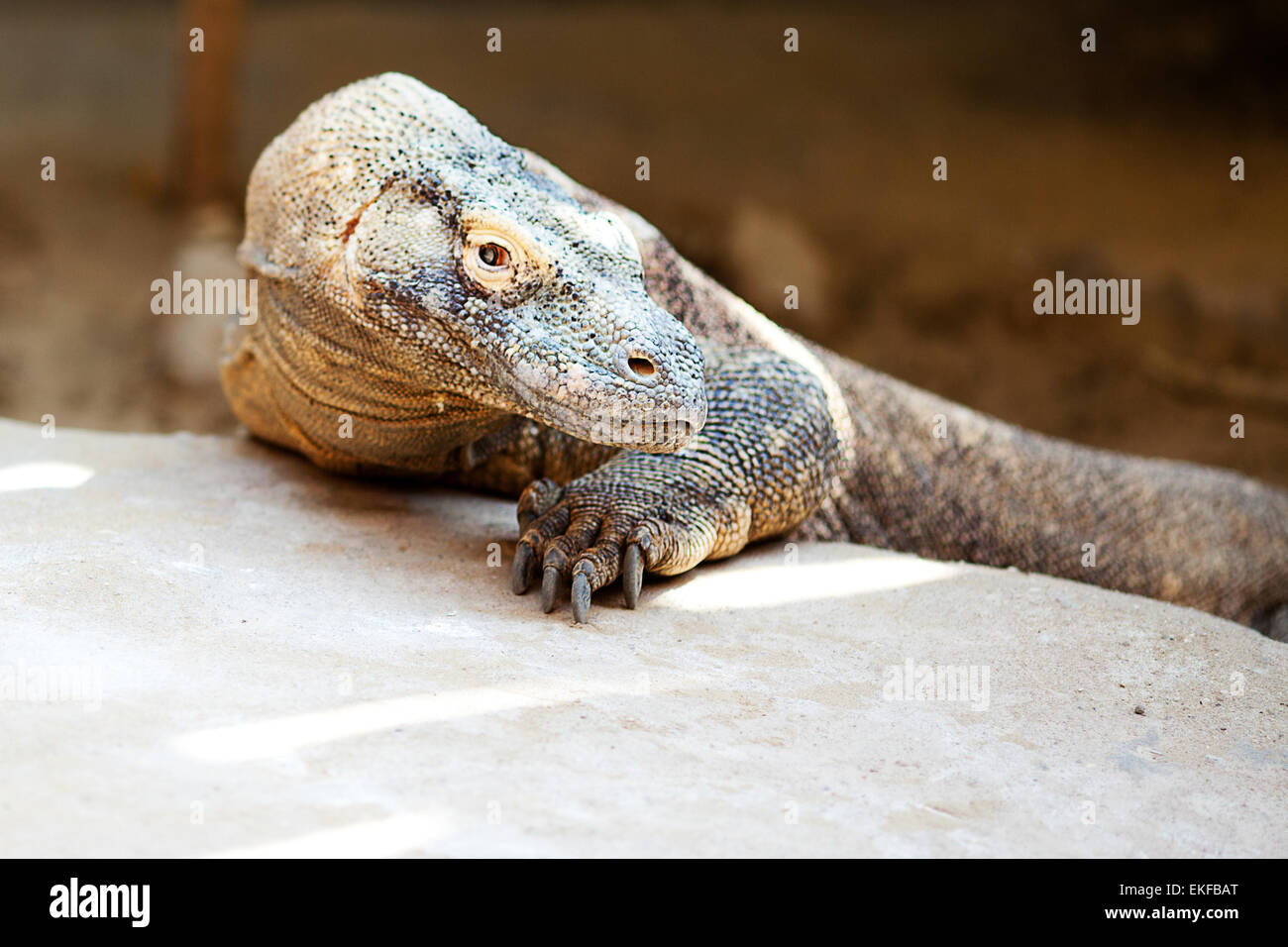 Big lizard dragon allo zoo Foto Stock