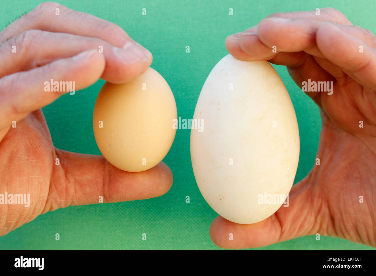 Uova. Oche e galline. Foto Stock