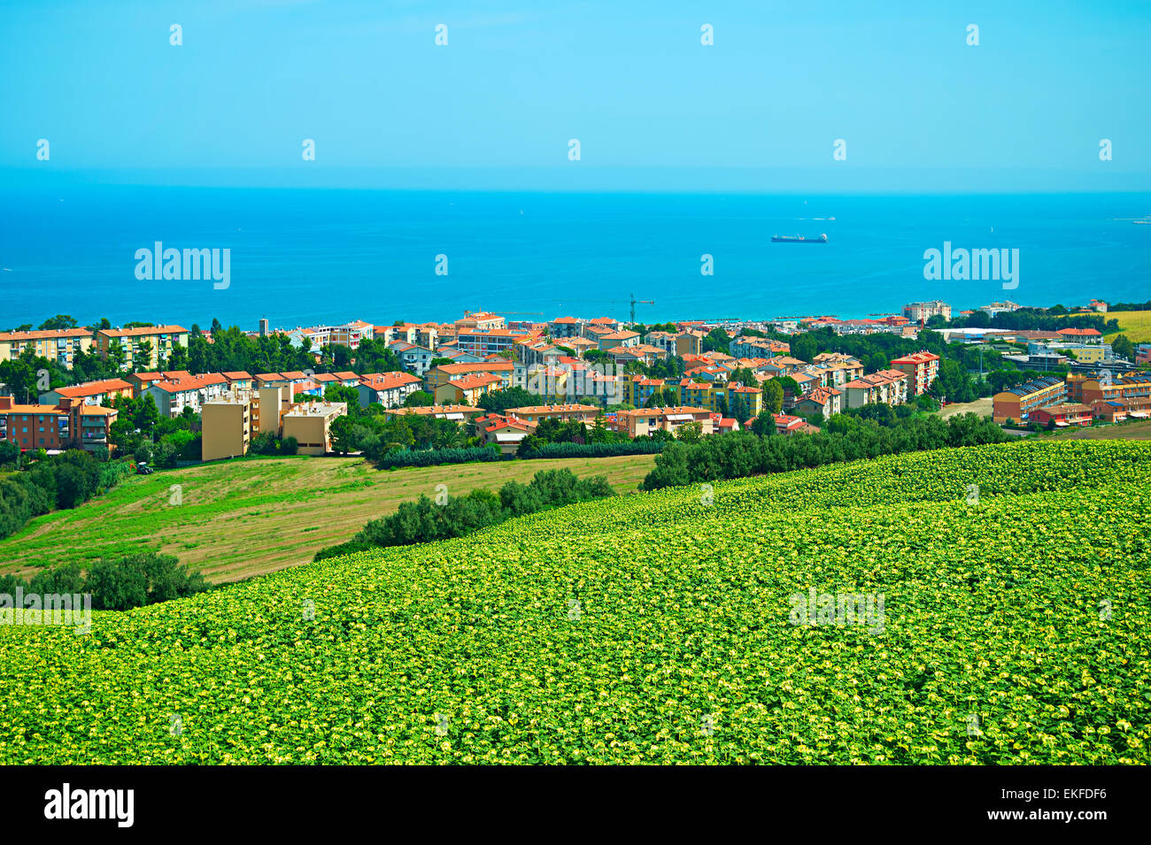 Paesaggio con campo di girasoli e piccola cittadina sulla costa del mare. Ancona, Italia Foto Stock