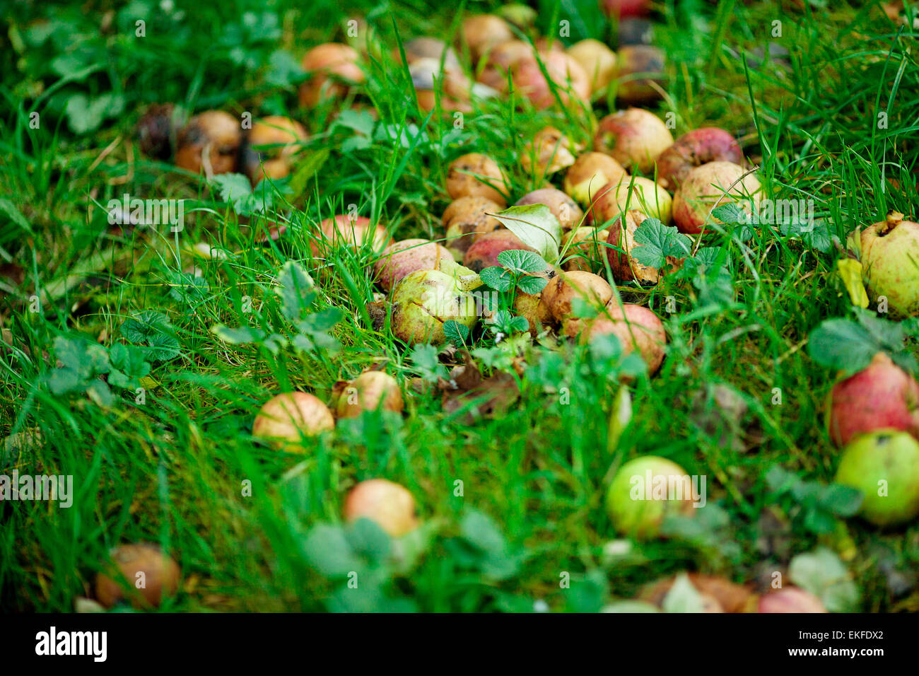 Mele marce in background di erba verde Foto Stock