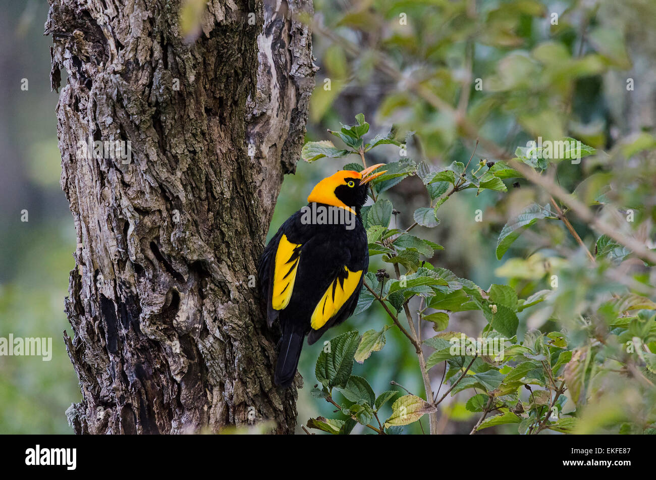 Regent bowerbird Sericulus chrysocephalus,Queensland, Australia Foto Stock