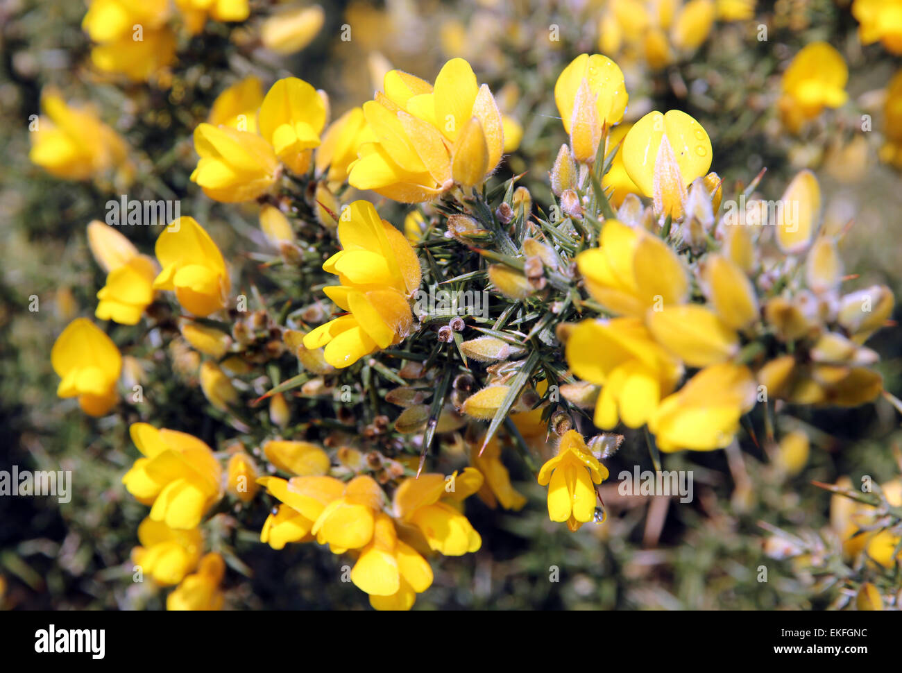 Gorse fiori comune Walberswick Suffolk Foto Stock