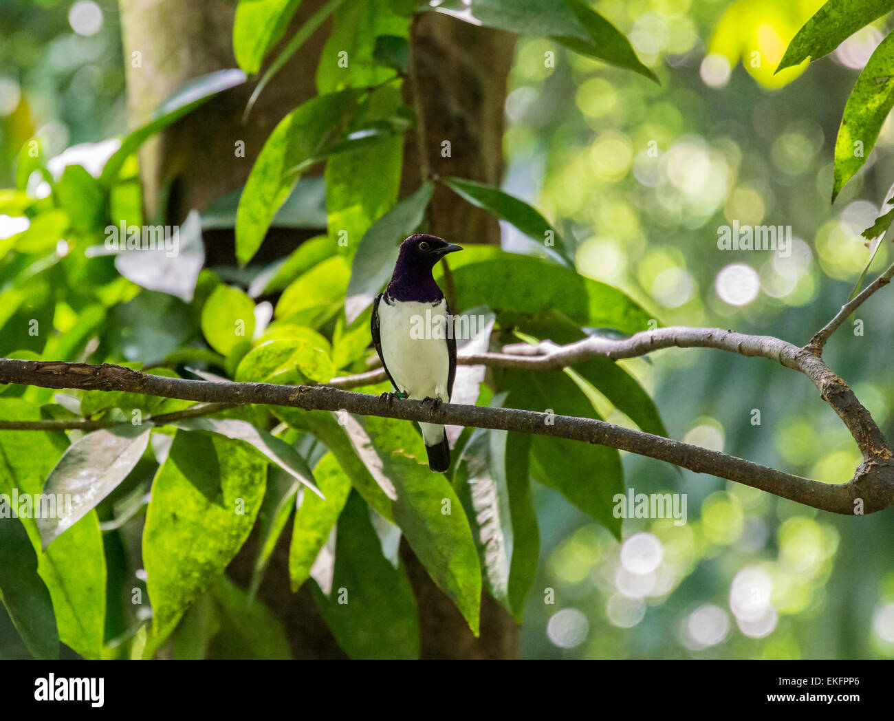 Viola maschio supportato starling Cinnyricinclus leucogaster Foto Stock